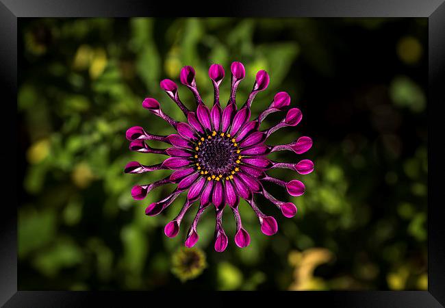  Spoon Peddle Daisy Framed Print by Shawn Jeffries