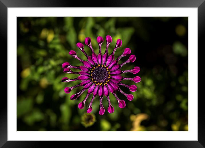  Spoon Peddle Daisy Framed Mounted Print by Shawn Jeffries