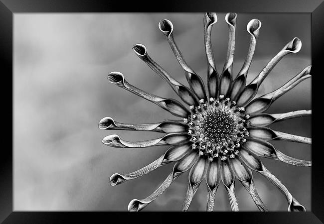  Spoon Peddle Daisy Mono Framed Print by Shawn Jeffries