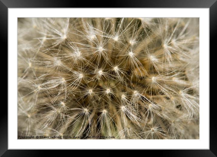Full faced Dandelion Framed Mounted Print by Shawn Jeffries