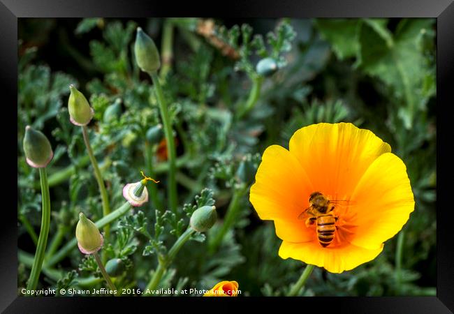 Bee in California Poppy Framed Print by Shawn Jeffries