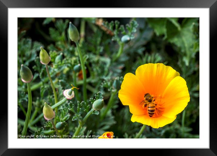 Bee in California Poppy Framed Mounted Print by Shawn Jeffries