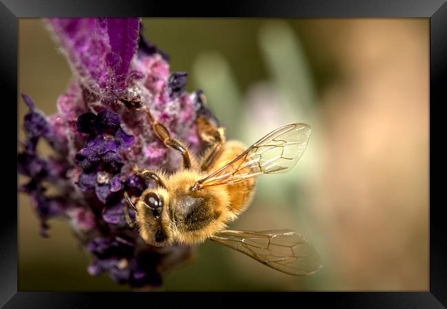 Honey Bee on Lavender Framed Print by Shawn Jeffries
