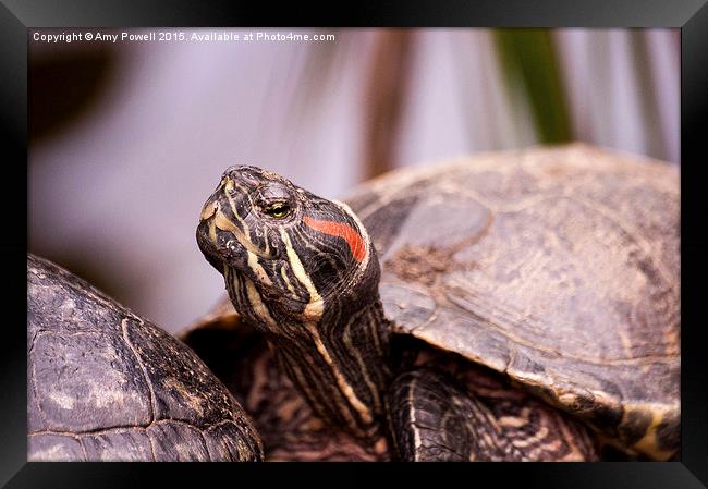  Terrapin Framed Print by Amy Powell