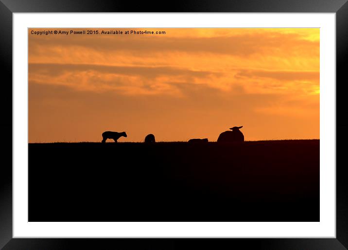  Lambing Season Framed Mounted Print by Amy Powell