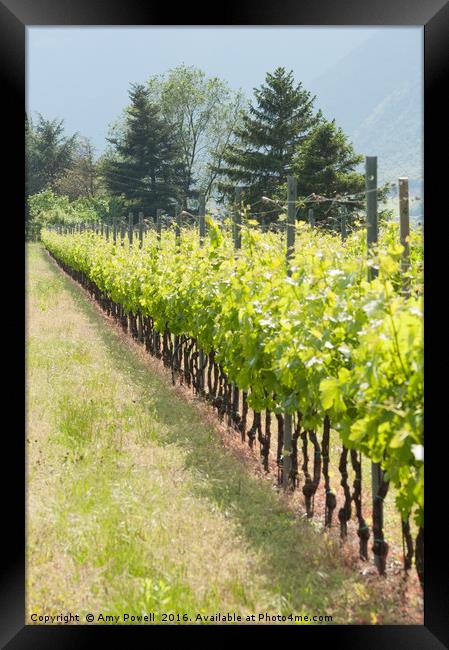 Vineyard Framed Print by Amy Powell