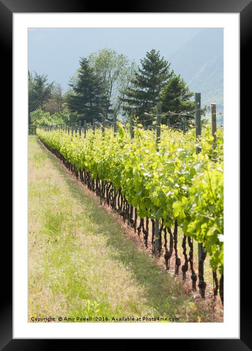 Vineyard Framed Mounted Print by Amy Powell