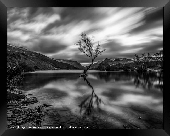 Lonely tree in Mono  Framed Print by Chris Evans