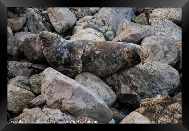 Angel Bay Bay Seal  Framed Print by Chris Evans