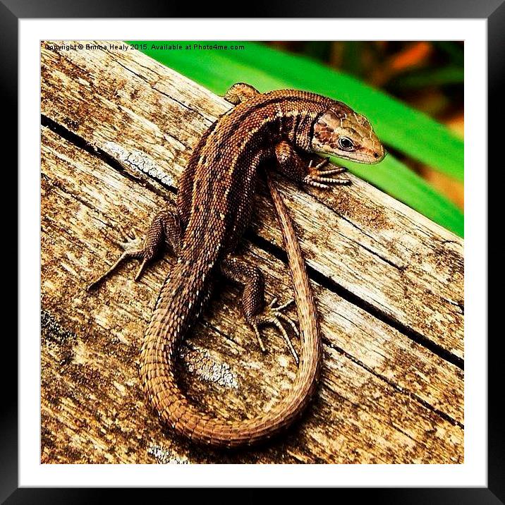  Common lizard  Framed Mounted Print by Emma Healy