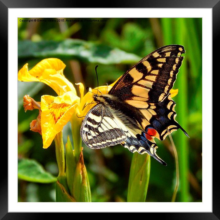  Swallowtail butterfly Framed Mounted Print by Emma Healy