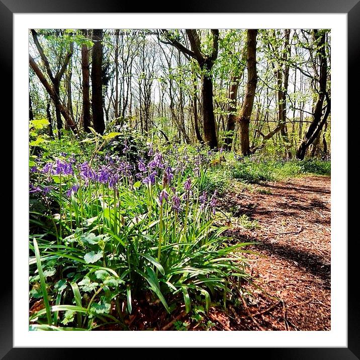 Bluebell woods in the springtime Framed Mounted Print by Emma Healy