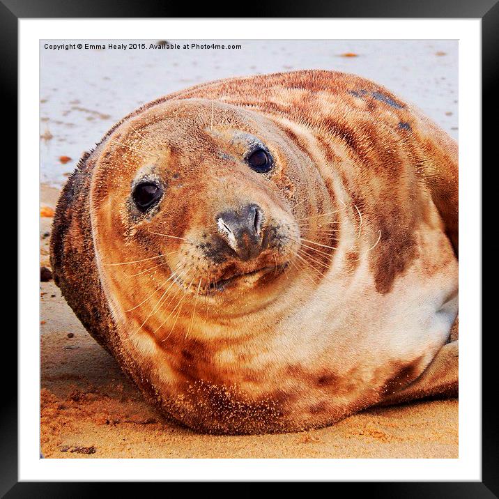 Horsey beach seal  Framed Mounted Print by Emma Healy