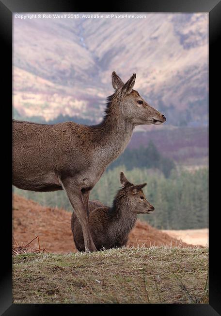  Red Deer, Glencoe Framed Print by Rob Woolf