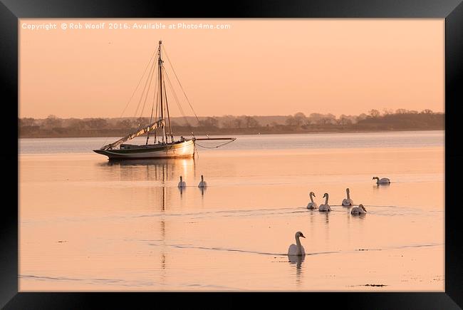 Tranquil swans at Mistley Framed Print by Rob Woolf