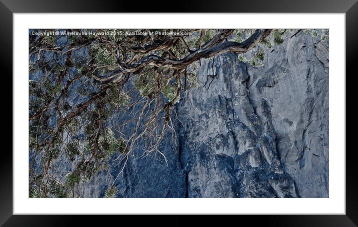  Dying Tree at Smith Rock Framed Mounted Print by Wilhelmina Hayward