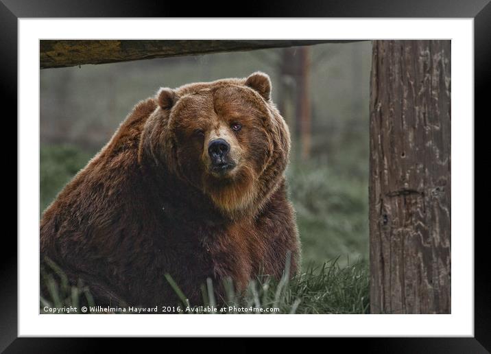 Brown Bear Framed Mounted Print by Wilhelmina Hayward
