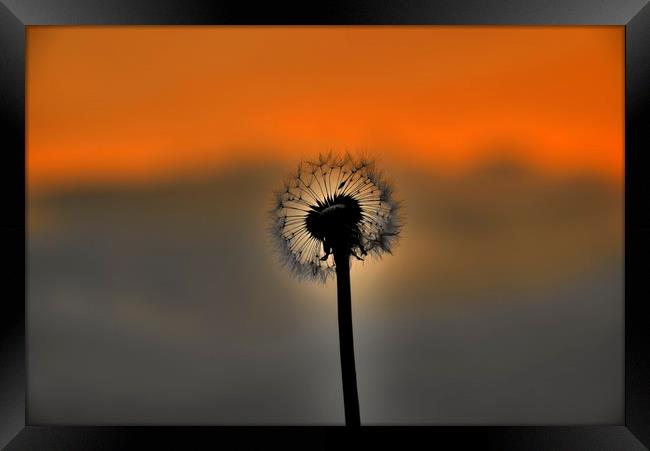Dandelion Sunset landscape v3 Framed Print by HQ Photo