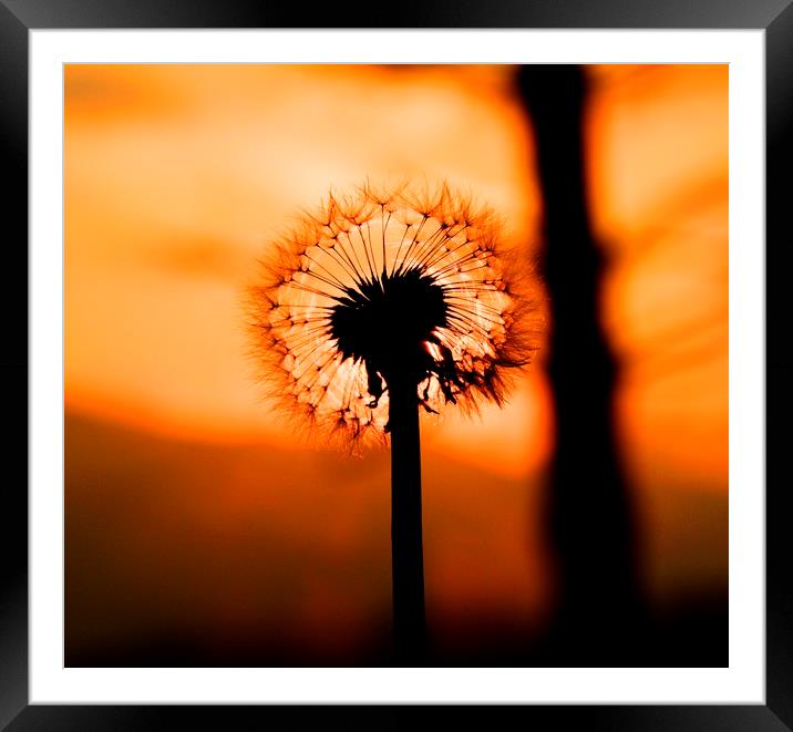 Dandelion Sunset landscape v2 Framed Mounted Print by HQ Photo