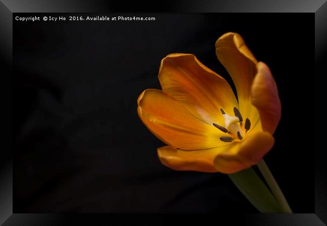 Orange Tulip Framed Print by Icy Ho