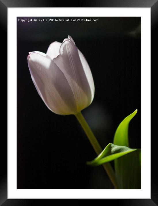 Morning Tulip Framed Mounted Print by Icy Ho