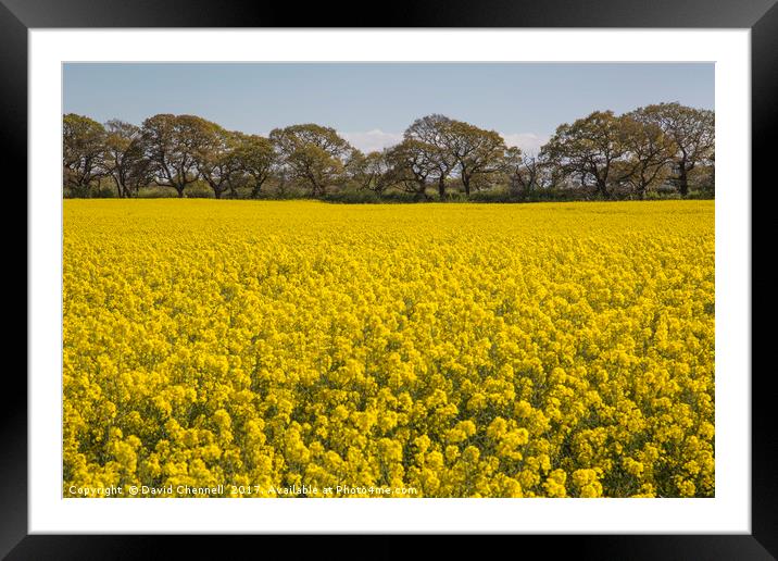 Wirral Rapeseed Beauty  Framed Mounted Print by David Chennell