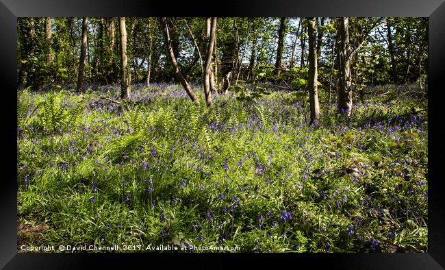 Burton Mere Bluebell Wood Framed Print by David Chennell