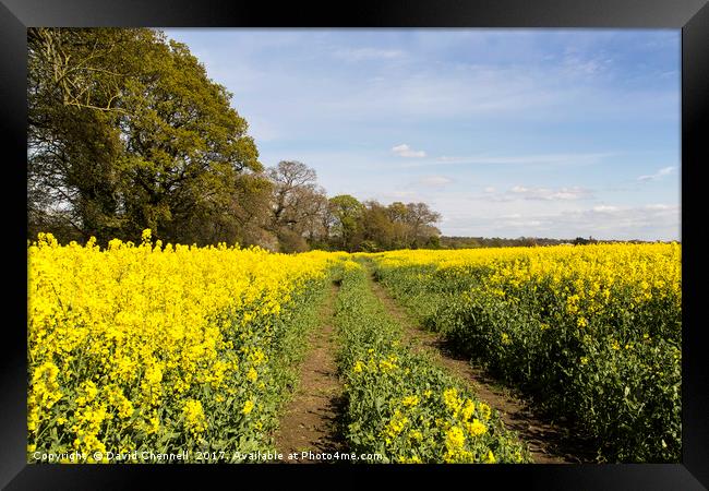 Wirral Rapeseed Beauty   Framed Print by David Chennell