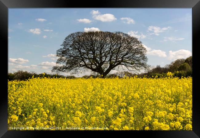 Brimstage Rapeseed Field Framed Print by David Chennell