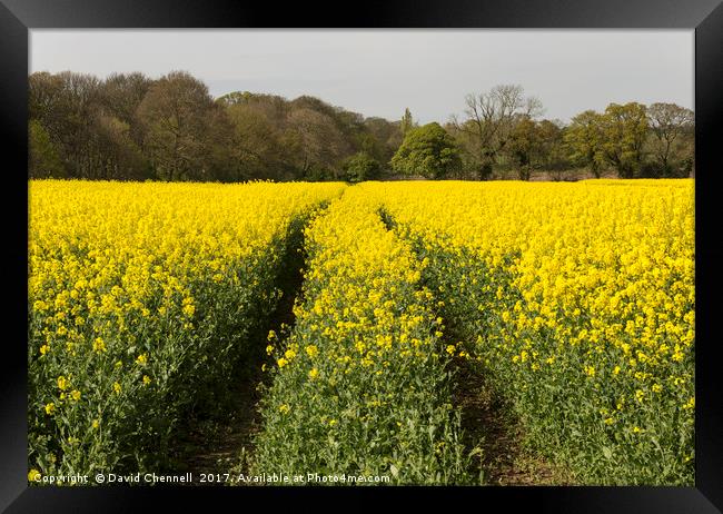 Wirral Rapeseed Beauty  Framed Print by David Chennell