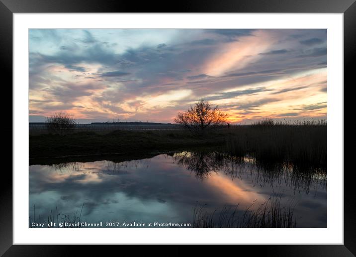 Natterjack Pond Reflection  Framed Mounted Print by David Chennell