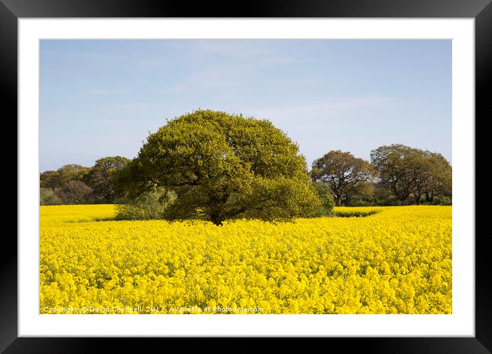 Rapeseed Beauty  Framed Mounted Print by David Chennell
