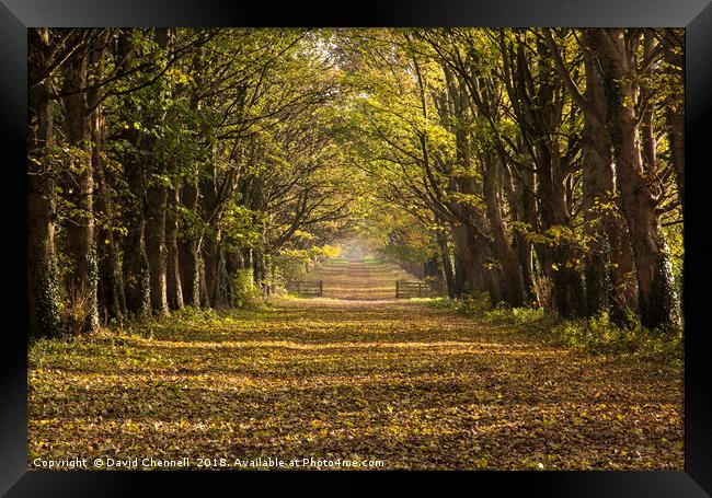 Autumnal Causeway Framed Print by David Chennell