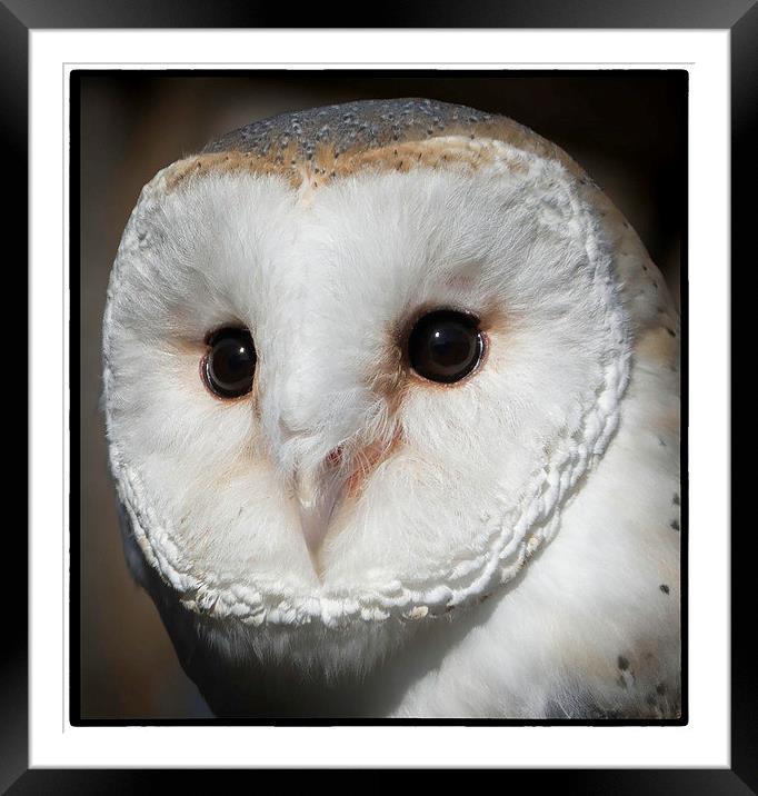 Barn Owl Framed Mounted Print by Amanda Sims