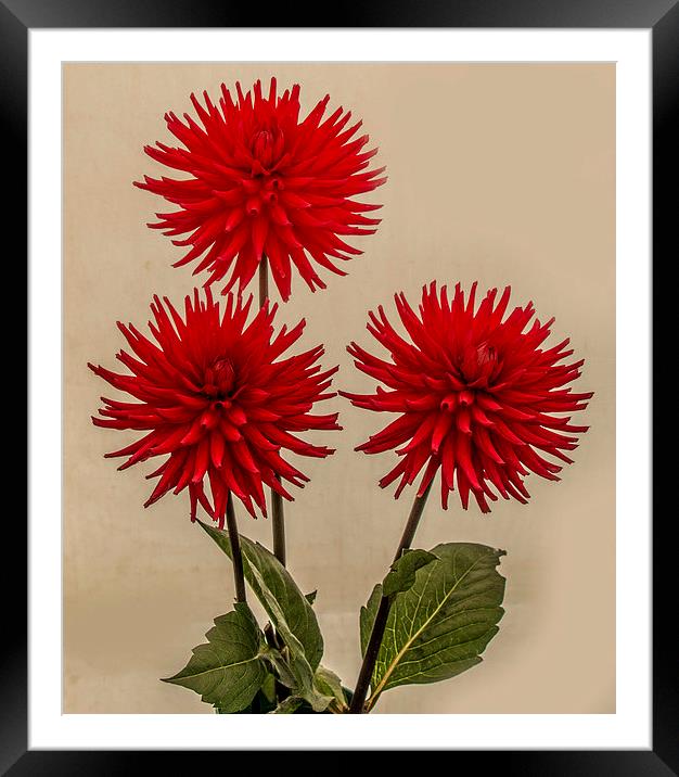  Trio of Red Dahlias Framed Mounted Print by Amanda Sims