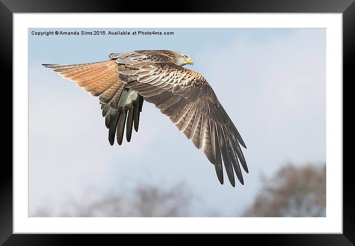  High as a Kite Framed Mounted Print by Amanda Sims