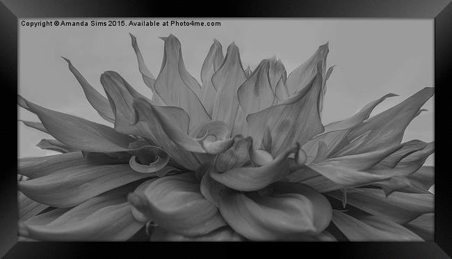  White and Grey Flower Explosion Framed Print by Amanda Sims