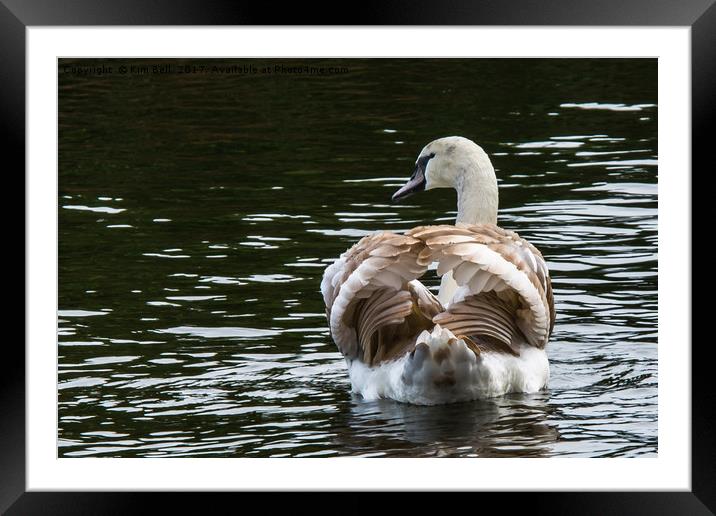 Mute Swan Framed Mounted Print by Kim Bell