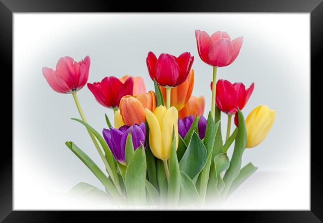Tulips Framed Print by Kim Bell