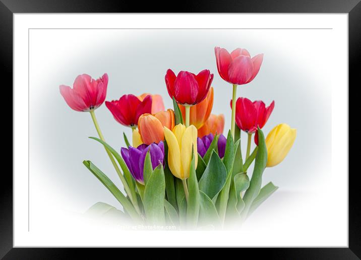 Tulips Framed Mounted Print by Kim Bell