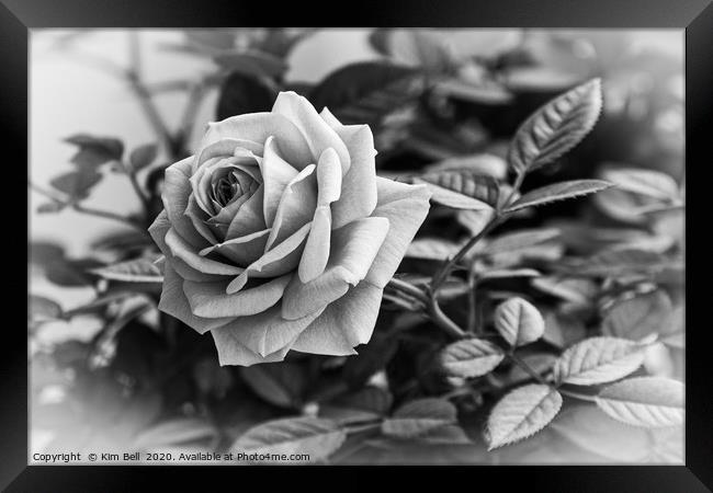 Black and White Rose Framed Print by Kim Bell