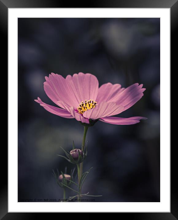 Lone Daisy Framed Mounted Print by Kim Bell