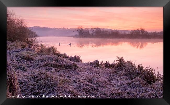 Swans at Dawn at River Trent Framed Print by Vladimir Korolkov