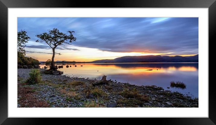 The Lone Tree: Milarrochy Bay, Loch Lomond Framed Mounted Print by Miles Gray