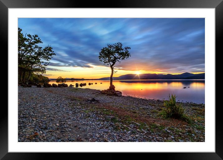 The Lone Tree at Sunset: Milarrochy, Loch Lomond Framed Mounted Print by Miles Gray