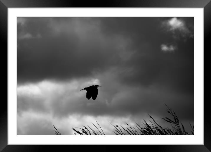 On the wings of a storm Framed Mounted Print by Phil Moore