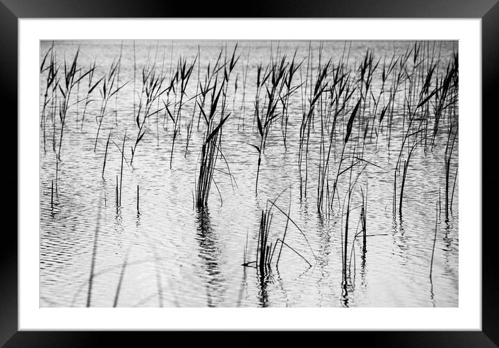 Ripples Framed Mounted Print by Phil Moore
