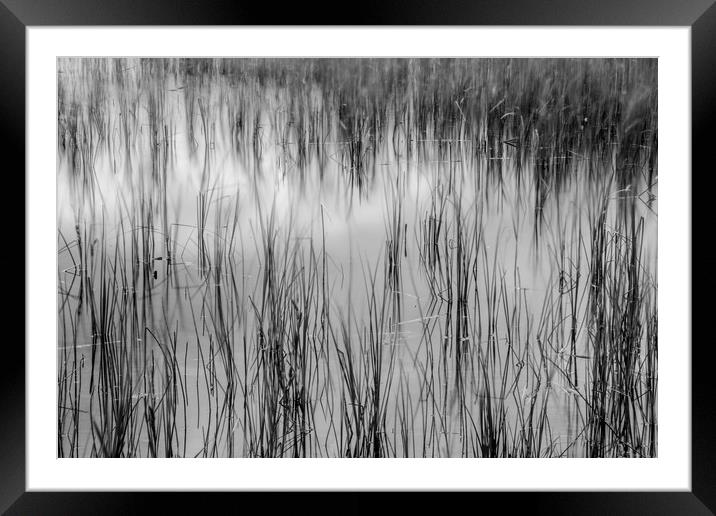Reed reflections Framed Mounted Print by Phil Moore