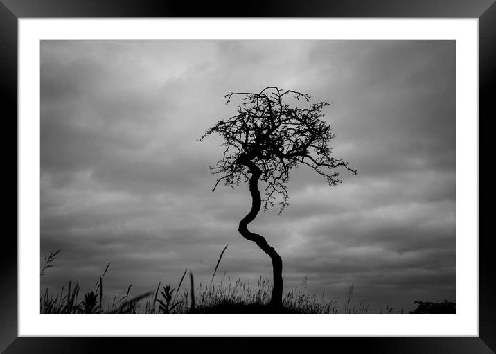 Gnarled Framed Mounted Print by Phil Moore