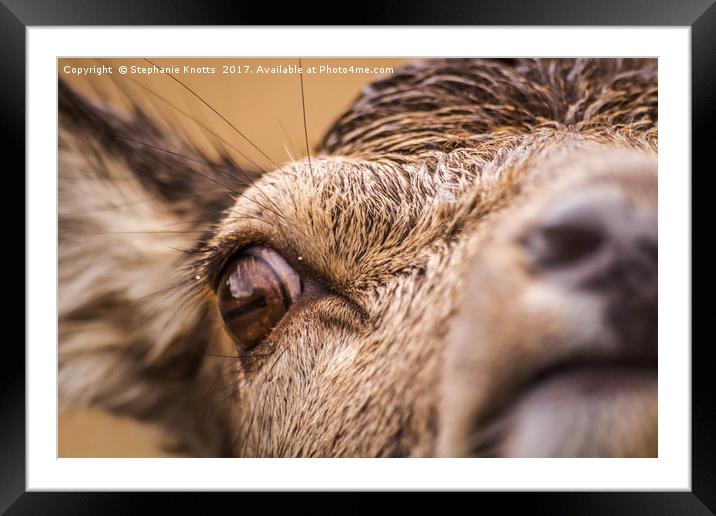 Red Deer Framed Mounted Print by Stephanie Knotts